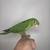 Green Conure 2 thumbnail