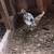 Mille Fleur Clean Legged Young Pair  Male & Female 4 thumbnail
