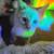 Cat for Rehome 1 thumbnail