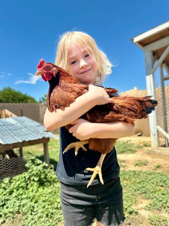 Farm fresh eggs from zoey! 1