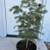 Beautiful Evergreens!! 5 gal 2-4 ft 3 thumbnail