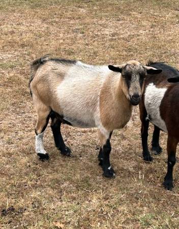 Fainting Goat Does 1