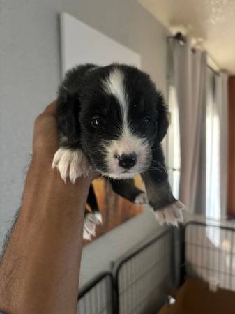 Rehome Aussie puppies (Sacramento)64176270028673121