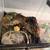 Leopard gecko/Light dome lamp,heat pad, substrate bundle 10 thumbnail