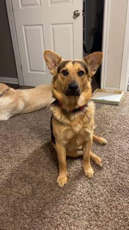 German shepard Mix (Waco)