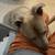 Foster/Adoption Needed — Well-Trained Lab/Pitbull Mixed in Bay Area 14 thumbnail
