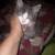 ADORABLE, SWEET LOVING KITTENS FREE TO GOOD HOME 11 thumbnail