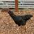 Free Roosters 3 thumbnail