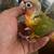 Conures 3 thumbnail