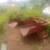 Dirt Pond Gravel Scoop 3 point Tractor Attachment $225 each 4 thumbnail