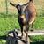 Nigerian Dwarf doeling goat kid 1 thumbnail