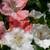 Azalea kimimaru kimi maru plant flower bonsai 3 thumbnail