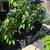 Avocado Trees 🥑🥑🥑 3 thumbnail