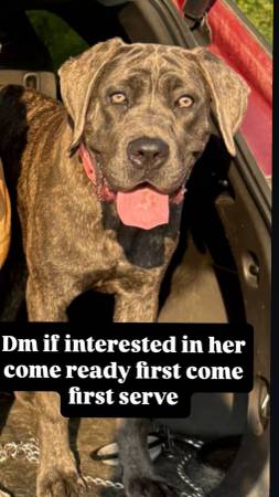 Bully and cane Corso63859008563587121