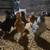 Pullets 8 thumbnail