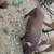Kunekune pigs 1 thumbnail