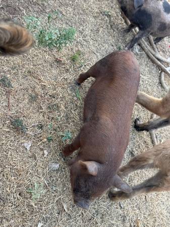 Kunekune pigs 1