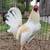Gamefowl 6 thumbnail