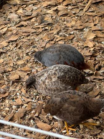 Button Quail Hatching Eggs (Port St Lucie)63667845829123123