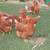 LAYING HENS 2 thumbnail