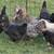 Easter/Olive Egger & Salmon Faverolle Pullets 18 thumbnail