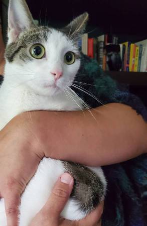 Very Sweet Girl Cat /Kitten Looking for Forever Home63844235250307120
