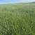 Wheat rye Timothy hay 3 thumbnail
