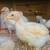 Bantam Pullets (young hens) 3 thumbnail