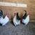Japanese bantams 2 thumbnail