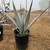 RARE AGAVE TEQUILANA BLUE WEBER AGAVE AZUL 3 thumbnail