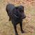 AKC Black Lab 1 thumbnail