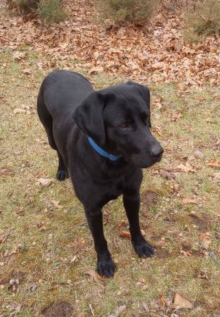 AKC Black Lab 1