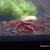 Freshwater Ornamental Shrimp 5 thumbnail