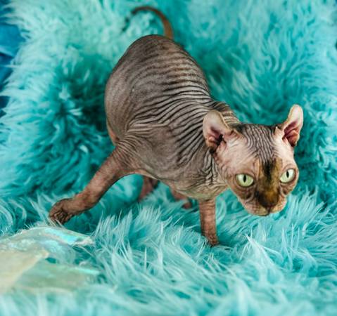 Need a adorable stalker? Elf Sphynx and Sphynx 1