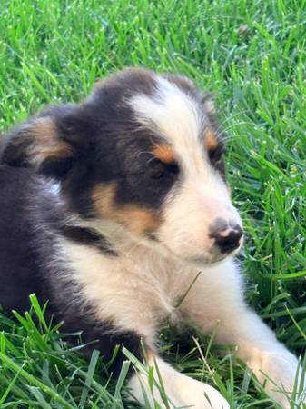 cachorras australianas602321190766530561