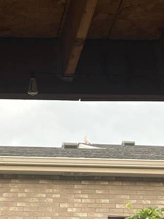 Found White Fancy Pigeon (Lakewood)63679658578305120