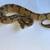 Ball python collection 15 thumbnail
