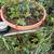 Succulents and House Plants 8 thumbnail