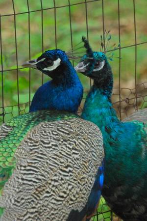 Peacocks 1