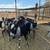 Goat Milk 1 thumbnail
