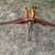 Vintage Shakespeare recurve bow 6 thumbnail