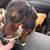 Dutch hound/weiner dog 2 thumbnail