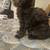 Black kitten 2 thumbnail