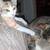 American Shorthaired Calicos 4 thumbnail