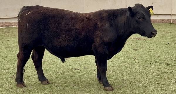 Angus Bull Sale or Lease 1