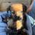 Fluffy puppy mix 9 thumbnail