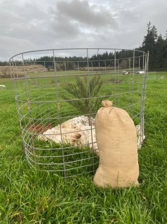 Wool mulch for newly planted trees 1