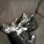 Kittens 1 thumbnail