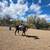 Trail horse for sale 2 thumbnail