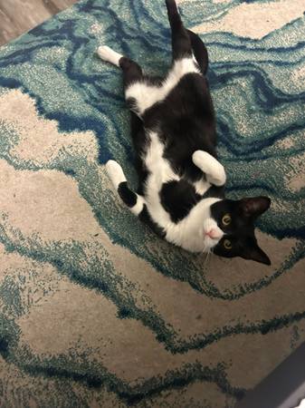 Gato perdido en Navy Yard City (Bremerton, Navy Yard City)63800651784067121